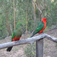 Para samica i samiec Papuga królewska